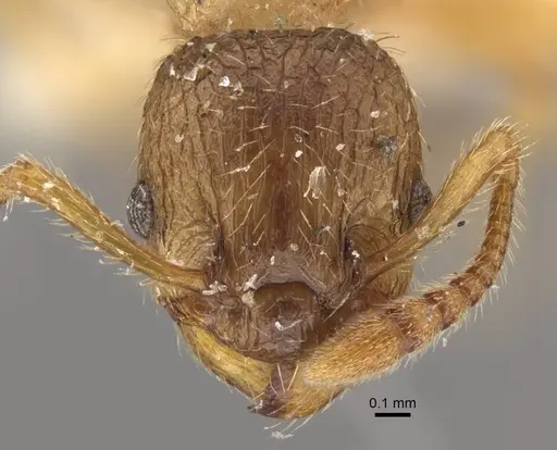 Myrmica arnoldii specimen CASENT0917691 image casent0917691_2
