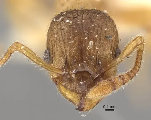 Myrmica arnoldii specimen CASENT0917691 image casent0917691_3