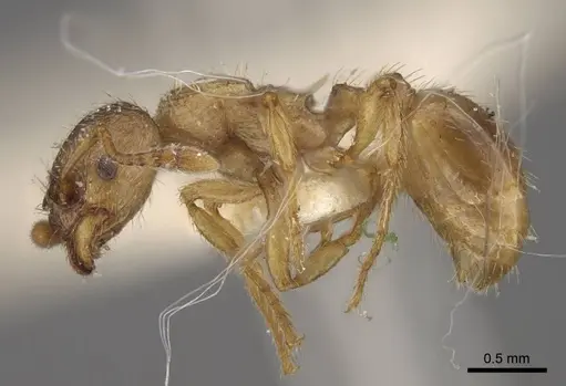 Myrmica arnoldii specimen CASENT0917691 image casent0917691_4