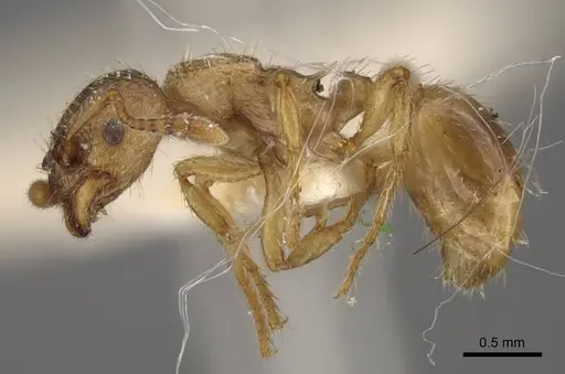 Myrmica arnoldii specimen CASENT0917691 image casent0917691_5