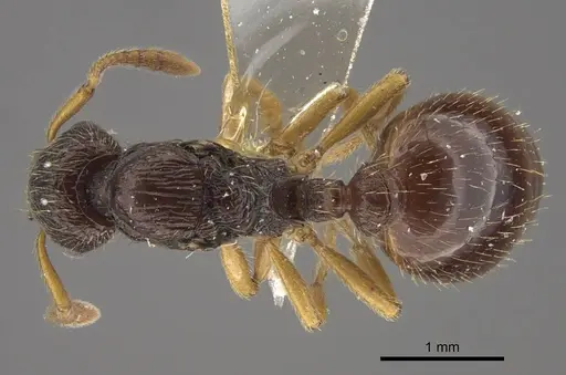 Myrmica arnoldii specimen CASENT0917692 image casent0917692_1