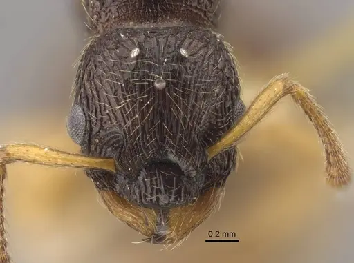 Myrmica arnoldii specimen CASENT0917692 image casent0917692_2