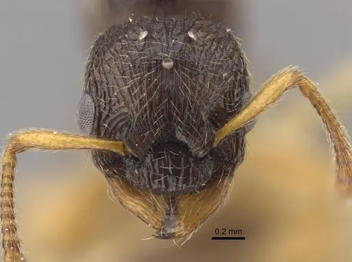 Myrmica arnoldii specimen CASENT0917692 image casent0917692_3