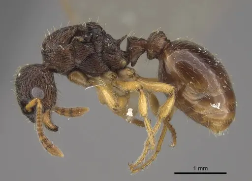 Myrmica arnoldii specimen CASENT0917692 image casent0917692_4
