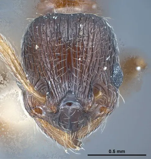 Myrmica bactriana specimen ANTWEB1008449 image antweb1008449_2