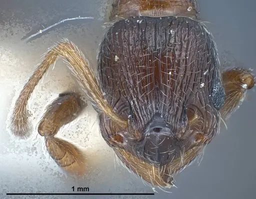 Myrmica bactriana specimen ANTWEB1008449 image antweb1008449_3