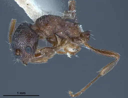 Myrmica bactriana specimen ANTWEB1008449 image antweb1008449_4