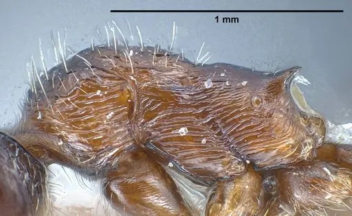 Myrmica bactriana specimen ANTWEB1008449 image antweb1008449_5