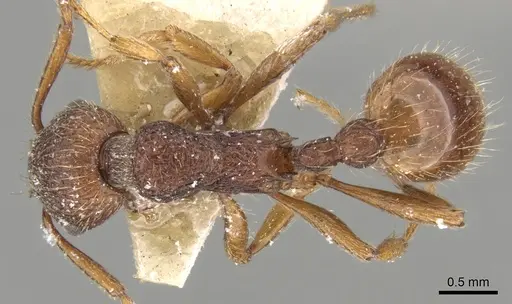 Myrmica bergi specimen CASENT0280824 image casent0280824_1