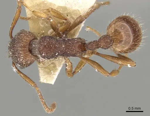 Myrmica bergi specimen CASENT0280824 image casent0280824_2