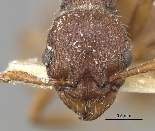 Myrmica bergi specimen CASENT0280824 image casent0280824_3