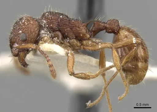 Myrmica bergi specimen CASENT0280824 image casent0280824_4