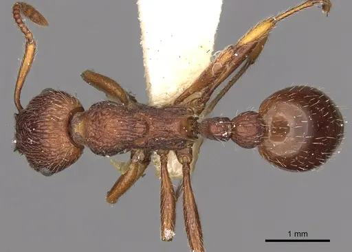 Myrmica bergi specimen CASENT0900284 image casent0900284_1