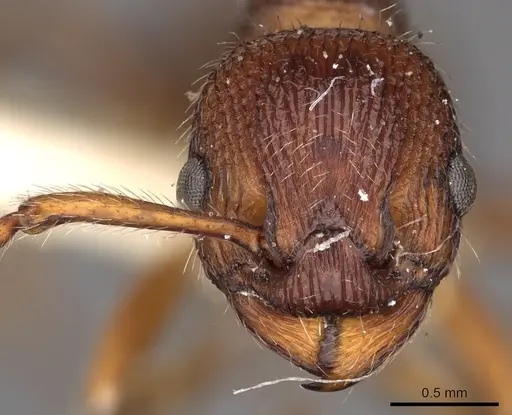 Myrmica bergi specimen CASENT0900284 image casent0900284_2
