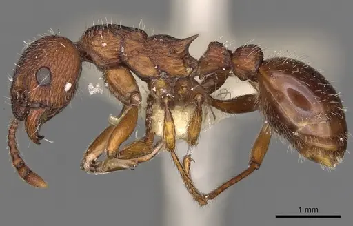 Myrmica bergi specimen CASENT0900284 image casent0900284_3