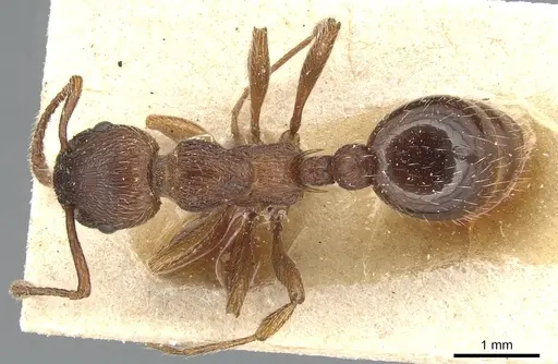 Myrmica bergi specimen CASENT0904086 image casent0904086_1