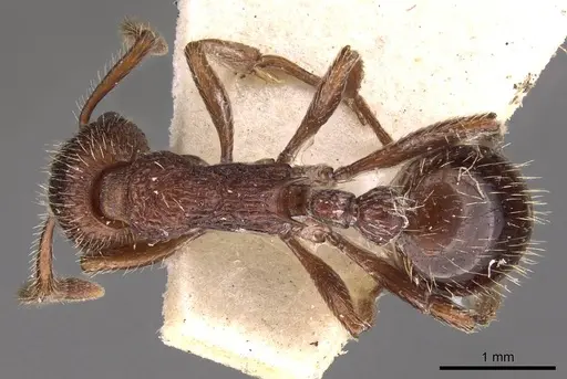 Myrmica bergi specimen CASENT0907633 image casent0907633_1