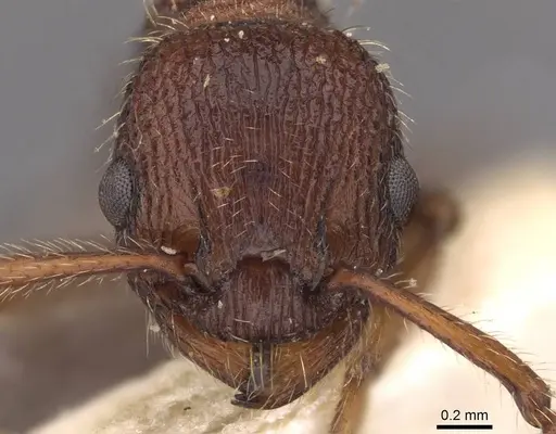 Myrmica bergi specimen CASENT0907633 image casent0907633_2