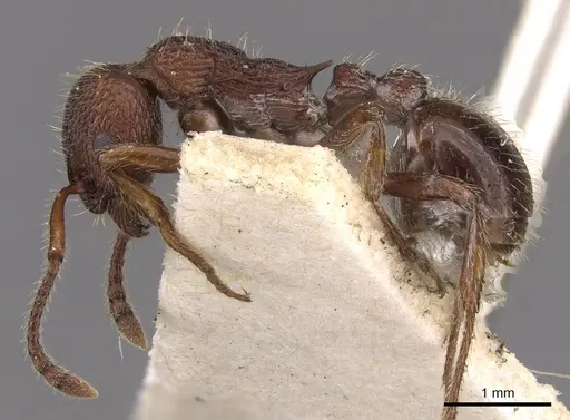 Myrmica bergi specimen CASENT0907633 image casent0907633_3