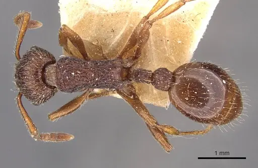 Myrmica bergi specimen CASENT0907651 image casent0907651_1