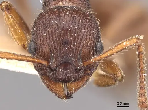 Myrmica bergi specimen CASENT0907651 image casent0907651_2