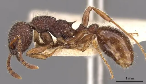 Myrmica bergi specimen CASENT0907651 image casent0907651_3