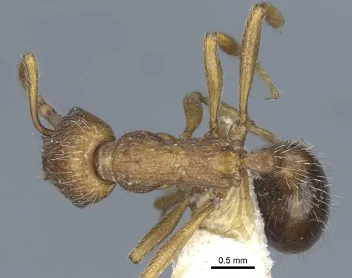 Myrmica bergi specimen CASENT0916878 image casent0916878_1