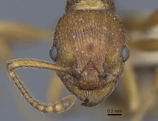 Myrmica bergi specimen CASENT0916878 image casent0916878_2