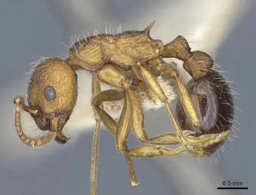 Myrmica bergi specimen CASENT0916878 image casent0916878_3