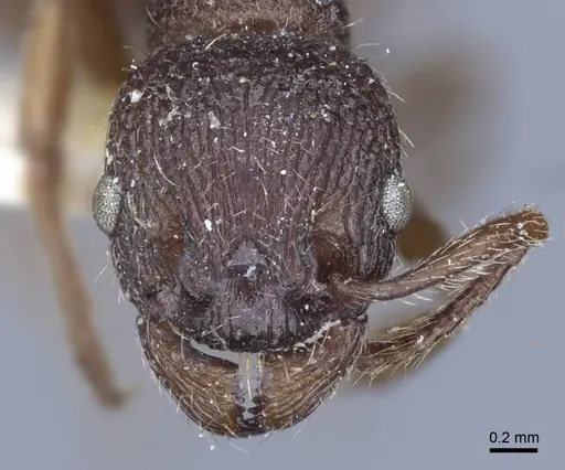 Myrmica bergi specimen CASENT0916880 image casent0916880_3