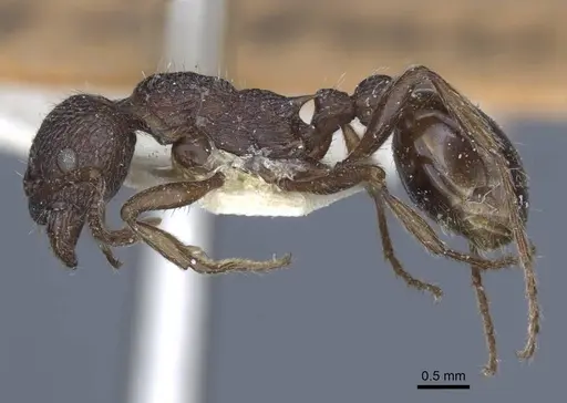 Myrmica bergi specimen CASENT0916880 image casent0916880_4