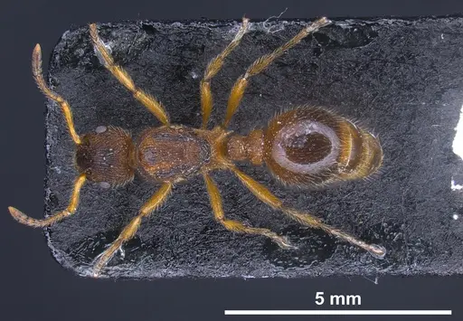 Myrmica bibikoffi specimen ANTWEB1041363 image antweb1041363_1