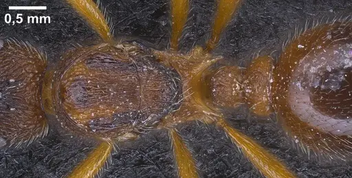 Myrmica bibikoffi specimen ANTWEB1041363 image antweb1041363_2