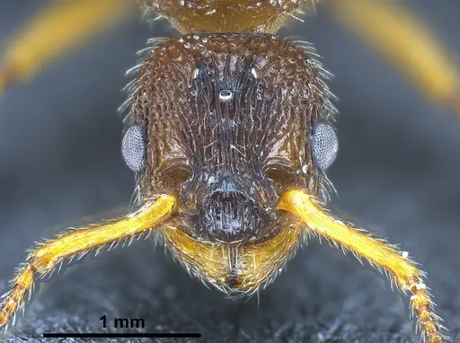 Myrmica bibikoffi specimen ANTWEB1041363 image antweb1041363_3
