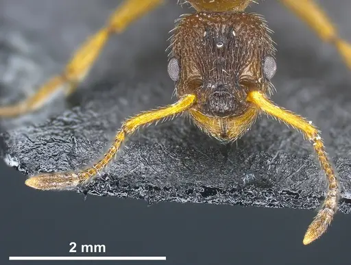 Myrmica bibikoffi specimen ANTWEB1041363 image antweb1041363_4