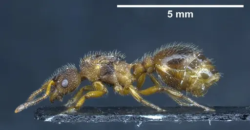 Myrmica bibikoffi specimen ANTWEB1041363 image antweb1041363_5