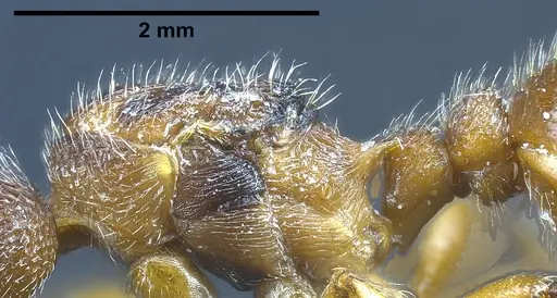 Myrmica bibikoffi specimen ANTWEB1041363 image antweb1041363_6