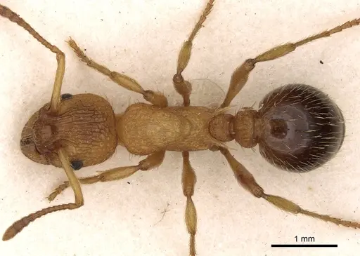 Myrmica bibikoffi specimen CASENT0900283 image casent0900283_1