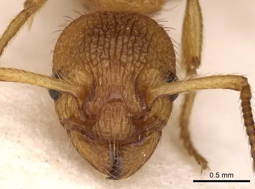 Myrmica bibikoffi specimen CASENT0900283 image casent0900283_2