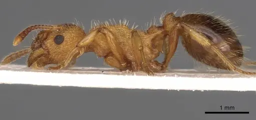 Myrmica bibikoffi specimen CASENT0900283 image casent0900283_3