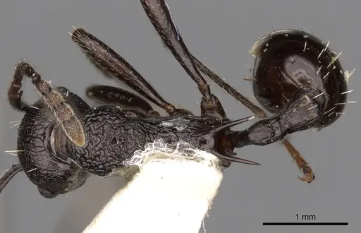Myrmica boltoni specimen CASENT0900301 image casent0900301_1