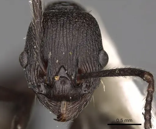 Myrmica boltoni specimen CASENT0900301 image casent0900301_2