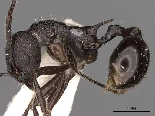 Myrmica boltoni specimen CASENT0900301 image casent0900301_3