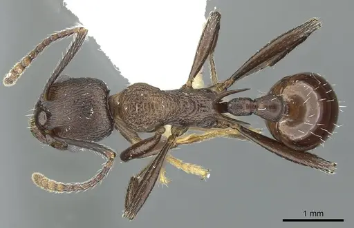 Myrmica boltoni specimen CASENT0913060 image casent0913060_1