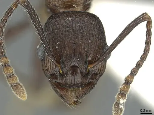 Myrmica boltoni specimen CASENT0913060 image casent0913060_2