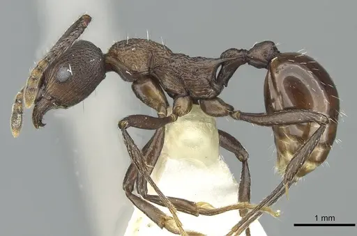 Myrmica boltoni specimen CASENT0913060 image casent0913060_3