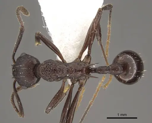 Myrmica boltoni specimen CASENT0917729 image casent0917729_1