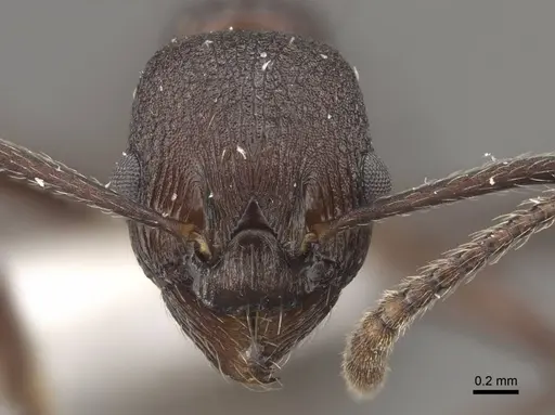 Myrmica boltoni specimen CASENT0917729 image casent0917729_3