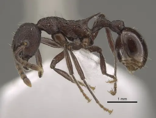 Myrmica boltoni specimen CASENT0917729 image casent0917729_4