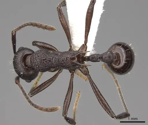 Myrmica boltoni specimen CASENT0922777 image casent0922777_1